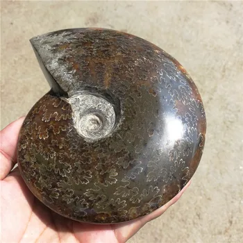 750g(yra 1,65 lb) Jade Chrizantemų Ammonite Shell 