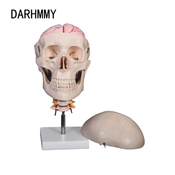 DARHMMY Kaukolės Modelis Su 8 dalių Smegenų Modelis