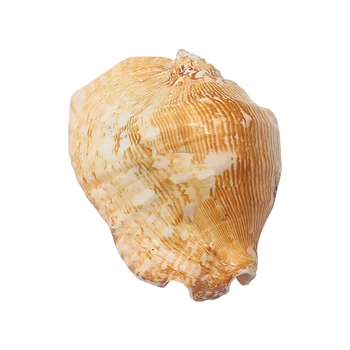 Labai Didelis Ausų Varžtas Gamtos Super Didelis Myli Shell 